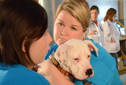 View photos of Pet Blessings around the province on our Flickr page.