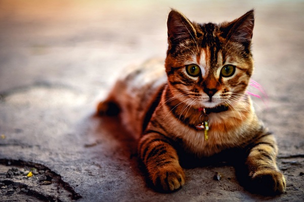 Orange and Brown Cat