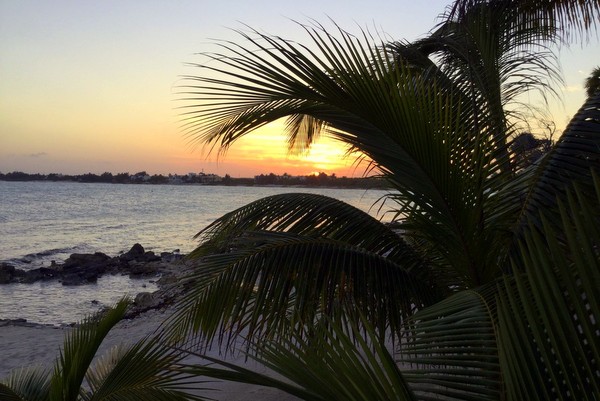 bay and palm trees