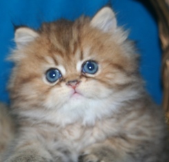 Himalayan cat with blue eyes