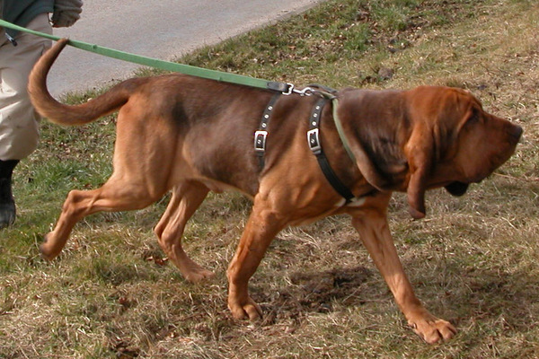 Bloodhound