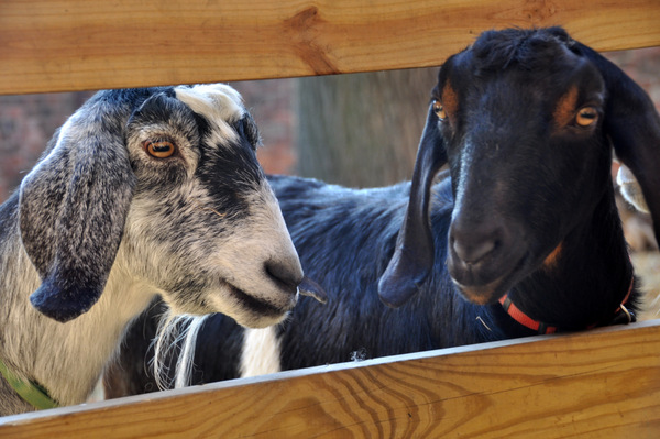 Stop by to pet the sheep at St. Francis Seraph Church