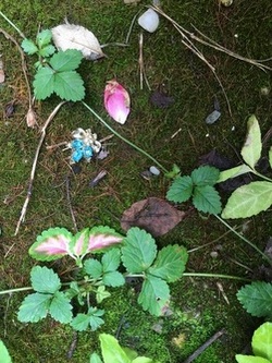 Earring on ground with plants