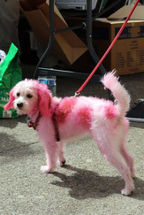 PInk Dog 243 x 162