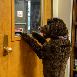 dog looking out window