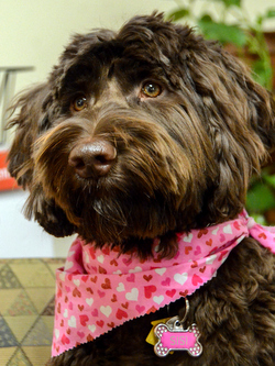 Braown Labradoodle with pink scarf