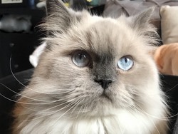 Himalayan cat