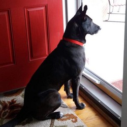 black dog standing by red door