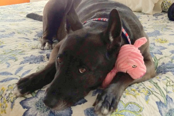 dog lying on bed with pink toy