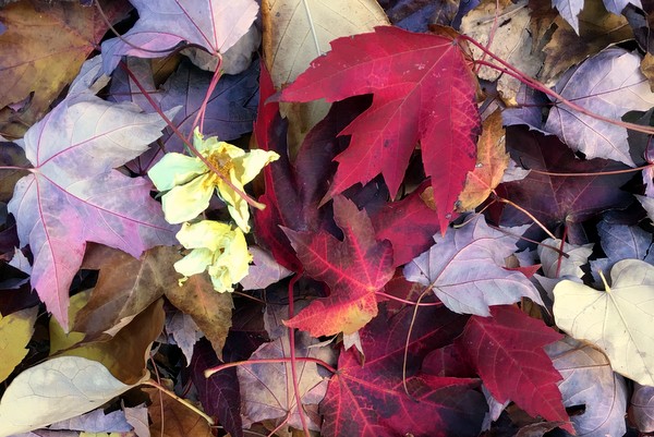 bunch of leaves